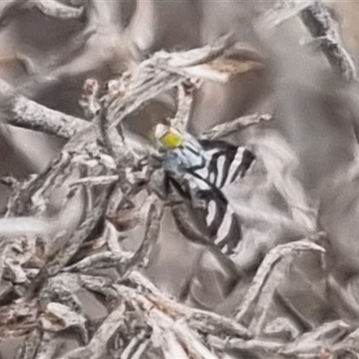 Quasicooronga connecta (A fruit fly) at Bungendore, NSW - 4 Oct 2024 by clarehoneydove