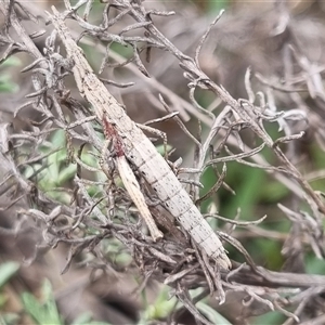 Keyacris scurra at Bungendore, NSW - 4 Oct 2024