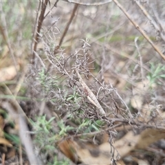 Keyacris scurra at Bungendore, NSW - suppressed