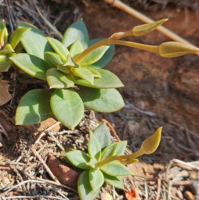 Unverified Cactus / Succulent - 1 Jan 1900 by atticus