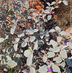 Solanum quadriloculatum at Petermann, NT - 4 Oct 2024 10:42 AM