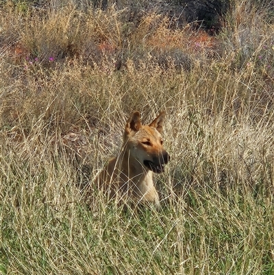 Canis lupus (Dingo / Wild Dog) at Petermann, NT - 4 Oct 2024 by atticus