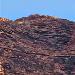 Osphranter rufus (Red Kangaroo) at Petermann, NT - 3 Oct 2024 by atticus