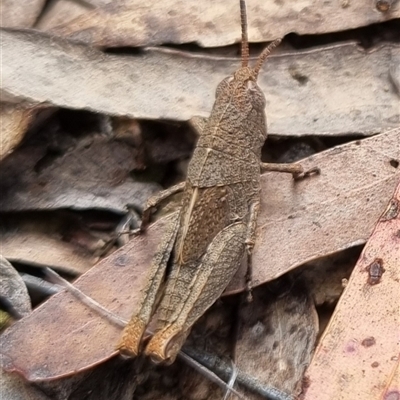 Goniaea opomaloides (Mimetic Gumleaf Grasshopper) at Bungendore, NSW - 29 Sep 2024 by clarehoneydove