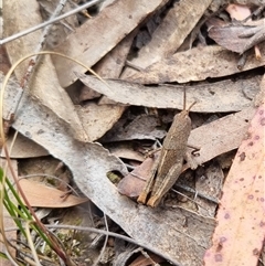 Goniaea opomaloides at Bungendore, NSW - suppressed