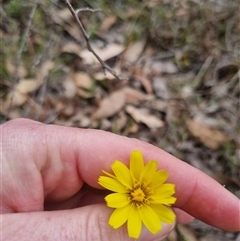 Microseris walteri (Yam Daisy, Murnong) at Bungendore, NSW - 4 Oct 2024 by clarehoneydove