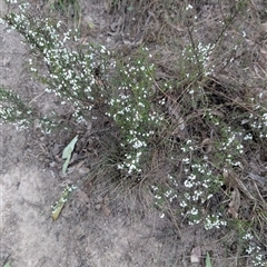 Cryptandra amara (Bitter Cryptandra) at Theodore, ACT - 6 Sep 2024 by MattS