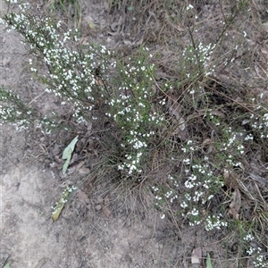 Cryptandra amara at Theodore, ACT - 6 Sep 2024