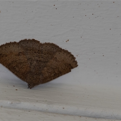 Ericeia sobria (A Noctuid moth (Eribidae)) at Penrose, NSW - 3 Oct 2024 by Aussiegall