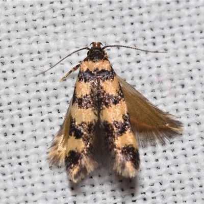 Cirromitra tetratherma (A Concealer moth) at Jerrabomberra, NSW - 4 Oct 2024 by DianneClarke