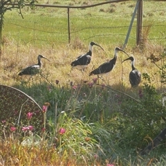 Threskiornis spinicollis (Straw-necked Ibis) at Freshwater Creek, VIC - 7 Sep 2024 by WendyEM