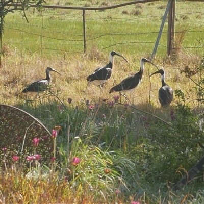 Threskiornis spinicollis (Straw-necked Ibis) at Freshwater Creek, VIC - 7 Sep 2024 by WendyEM