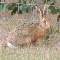 Lepus capensis (Brown Hare) at Freshwater Creek, VIC - 8 Sep 2024 by WendyEM