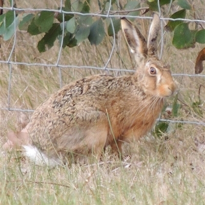 Lepus capensis (Brown Hare) at Freshwater Creek, VIC - 7 Sep 2024 by WendyEM