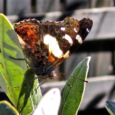 Vanessa itea (Yellow Admiral) at Goulburn, NSW - 4 Oct 2024 by trevorpreston