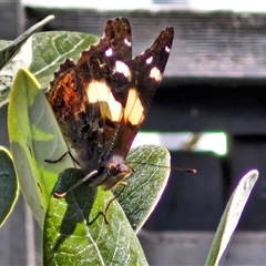 Vanessa itea at Goulburn, NSW - 5 Oct 2024 09:09 AM