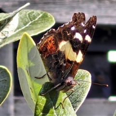 Vanessa itea at Goulburn, NSW - 5 Oct 2024 09:09 AM