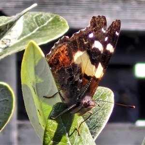 Vanessa itea at Goulburn, NSW - 5 Oct 2024