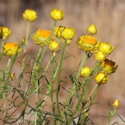 Xerochrysum viscosum (Sticky Everlasting) at Wodonga, VIC - 5 Oct 2024 by KylieWaldon