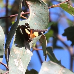 Vanessa itea (Yellow Admiral) at Wodonga, VIC - 5 Oct 2024 by KylieWaldon