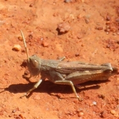 Unidentified Grasshopper (several families) at Gunderbooka, NSW - 17 Sep 2024 by Christine