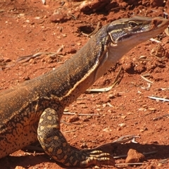 Varanus gouldii (Sand Goanna) at Gunderbooka, NSW - 20 Sep 2024 by Christine