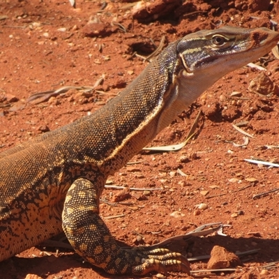 Varanus gouldii (Sand Goanna) at Gunderbooka, NSW - 20 Sep 2024 by Christine