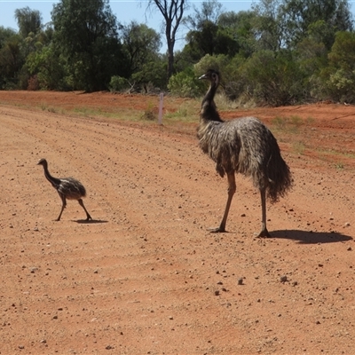 Dromaius novaehollandiae (Emu) at Gunderbooka, NSW - 20 Sep 2024 by Christine