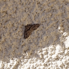 Phrissogonus laticostata (Apple looper moth) at Lyons, ACT - 4 Oct 2024 by ran452