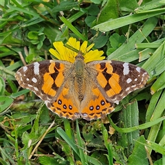 Vanessa kershawi (Australian Painted Lady) at Braidwood, NSW - 5 Oct 2024 by MatthewFrawley