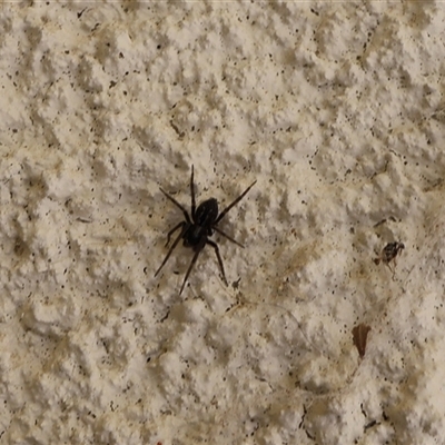 Badumna (genus) (Lattice-web spider) at Lyons, ACT - 5 Oct 2024 by ran452
