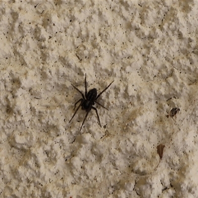 Badumna sp. (genus) (Lattice-web spider) at Lyons, ACT - 5 Oct 2024 by ran452