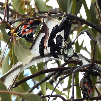 Delias harpalyce (Imperial Jezebel) at Kambah, ACT - 4 Oct 2024 by HelenCross