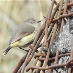 Acanthiza reguloides (Buff-rumped Thornbill) at Kambah, ACT - 5 Oct 2024 by HelenCross