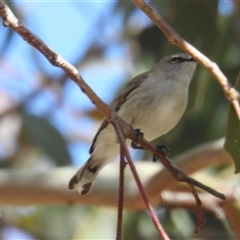 Gerygone fusca (Western Gerygone) at Kambah, ACT - 5 Oct 2024 by HelenCross