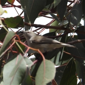 Gerygone fusca at Kambah, ACT - 5 Oct 2024 10:02 AM