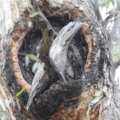 Podargus strigoides (Tawny Frogmouth) at Kambah, ACT - 5 Oct 2024 by HelenCross