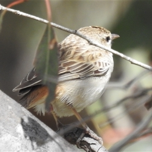 Cincloramphus mathewsi at Kambah, ACT - 5 Oct 2024