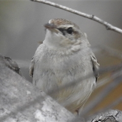 Cincloramphus mathewsi at Kambah, ACT - 5 Oct 2024