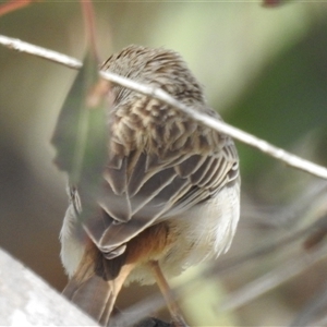 Cincloramphus mathewsi at Kambah, ACT - 5 Oct 2024