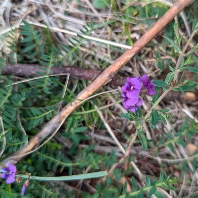 Swainsona monticola (Notched Swainson-Pea) at Kambah, ACT - 5 Oct 2024 by HelenCross