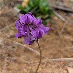 Swainsona monticola (Notched Swainson-Pea) at Kambah, ACT - 5 Oct 2024 by HelenCross