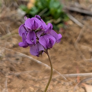 Swainsona monticola at Kambah, ACT - 5 Oct 2024