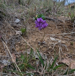 Swainsona monticola at Kambah, ACT - 5 Oct 2024 10:49 AM