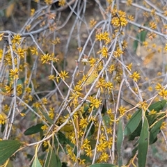 Eucalyptus stellulata (Black Sally) at Kambah, ACT - 5 Oct 2024 by HelenCross