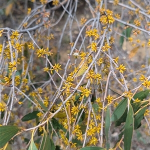 Eucalyptus stellulata at Kambah, ACT - 5 Oct 2024