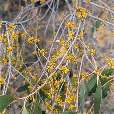 Eucalyptus stellulata (Black Sally) at Kambah, ACT - 5 Oct 2024 by HelenCross