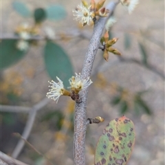 Eucalyptus stellulata at Kambah, ACT - 5 Oct 2024