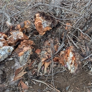 Eucalyptus stellulata at Kambah, ACT - 5 Oct 2024