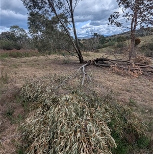 Eucalyptus stellulata at Kambah, ACT - 5 Oct 2024